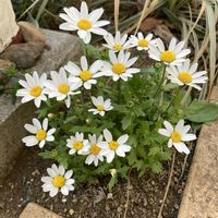 ノースポール,ガーデニング,種から,小さな庭の画像