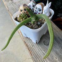 ローダンセマム,白檀,モニラリア モニリフォミス,繋がりに感謝✨,ｷﾓｶﾜ倶楽部の画像