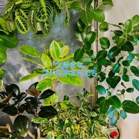 アガベ,フィカス　ウンベラータ,フィカス・アルテシマ,フィカス ルビー,フィカスの画像