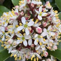 スキミア,スキミア,花のある暮らし,お楽しみ❀.(*´▽`*)❀.,キッチン裏の画像