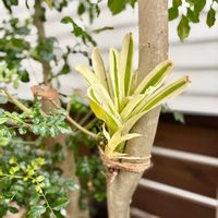 アジサイ,シマトネリコ,ビカクシダ,ビルベルギア,ビルベルギアの画像