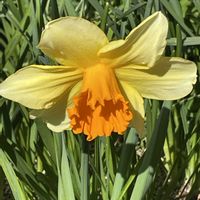 スイセン,ボタン,ボタン,ラッパスイセン,シクラメン 天使のはねの画像