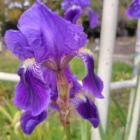 ジャーマンアイリス,青い花マニア,チーム・ブルー,チーム・ブルーNo.127,青い花で春浪漫2026の画像