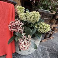 マンリョウ,スキミア（ミヤマシキミ）の画像