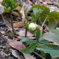 オステオスペルマム,地植え,庭の画像