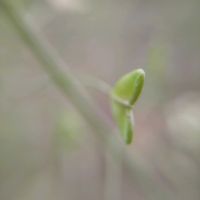 ナズナ,ナズナ,ナズナ,ナズナ,マメグンバイナズナの画像