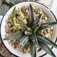 アガベ　笹の雪,多肉植物,成長記録,緑のある暮らし,多肉植物のある暮らしの画像