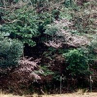 ヤマナシ,春蘭,ヤマザクラ,たらの芽,ウドの画像