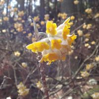 ミツマタ,樹木の画像