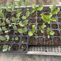 キュウリ,スイカ,レタス,ズッキーニ,キャベツの画像