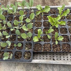 キュウリ,スイカ,レタス,ズッキーニ,キャベツの画像