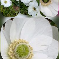 アネモネ,アネモネ,スイセン,チューリップ,ユキヤナギの画像