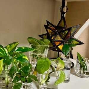 観葉植物,水栽培,ステンドグラス,緑のある暮らし,観葉植物のある暮らしの画像