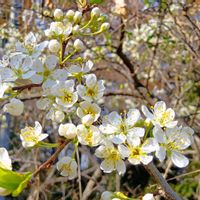 アブラチャン,アブラチャン,スモモ,スモモ,ダンコウバイの画像