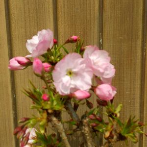 山野草、スマホ撮影、お家園芸、,お家園芸、桜、スマホ撮影、,棚,小さな庭の画像