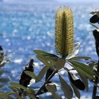 バンクシア,オーストラリア,ネイティブフラワー,海辺,海散歩の画像