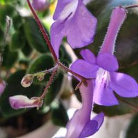 ストレプトカーパス,ストレプトカーパス,室内の画像