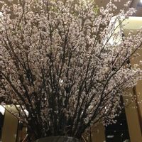 鉢植え,生け花,散策,ディスプレイ,さくら 桜 サクラの画像