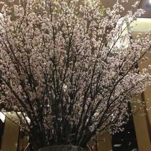 鉢植え,生け花,散策,ディスプレイ,さくら 桜 サクラの画像