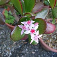 金のなる木の画像