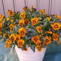 アネモネ,ラナンキュラス・綾リッチ,꒰ღ˘◡˘ற꒱かわゅ~,花のある暮らし,GSのみなさんに感謝♡の画像