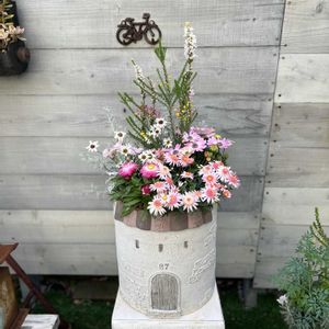 ヘリクリサム モハーブ,タンポポ咲きマーガレット ぽぽたん,アルメリア　アルマダ,オステオスペルマム　セレニティ　ピンクロマンス,寄せ植えの画像