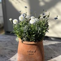 マーガレット「マルコロッシ」,フレンチラベンダー   ホワイトサマー,キングフィッシャー デージー,サントリーナ　雪のサンゴ礁,寄せ植えの画像