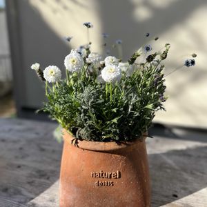 マーガレット「マルコロッシ」,フレンチラベンダー   ホワイトサマー,キングフィッシャー デージー,サントリーナ　雪のサンゴ礁,寄せ植えの画像