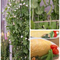 スナップエンドウ,プランター栽培,種まき中毒,GS映え,種まき大好きの画像