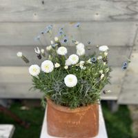 マーガレット「マルコロッシ」,フレンチラベンダー   ホワイトサマー,キングフィッシャー デージー,サントリーナ　雪のサンゴ礁,寄せ植えの画像