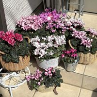 シクラメン,ガーデニング,花のある暮らし,花が好き,ガーデニング大好きの画像