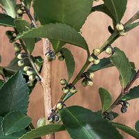 つぼみ,緑のある暮らし,綺麗なミドリ,白い蕾,控えめな美の画像