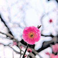 ウメ,うめ,梅(うめ),お花,木のある風景の画像