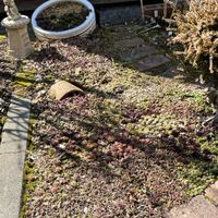 カルーナ,センペルビウム,センペルビブム,北海道,北海道でも越冬しますの画像