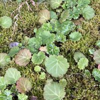 ユキノシタの画像