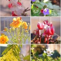 イベリス,ハナモモ,ガーデンシクラメン,ミモザ,プルモナリアの画像