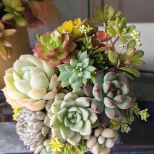 多肉植物の寄植え,秀麗,愛染錦,レーマニー,センペルビウムの画像