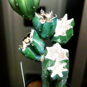 柱サボテン,多肉植物,観葉植物,ガーデニング,グリーンの画像