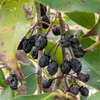 サカキ,サカキ,・・・の実,花のある暮らし,植物好きの画像