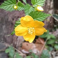 ヤマブキ,小石川植物園の画像