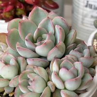 多肉植物のある暮らし,葉挿しっ子,ベランダタニラー,多肉だいすきの画像