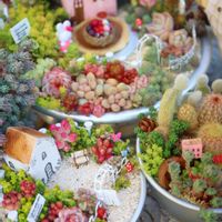 サボテン,セダム,エケベリア,サボテン寄せ植え,多肉植物 寄せ植えの画像