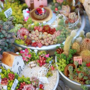 サボテン,セダム,エケベリア,サボテン寄せ植え,多肉植物 寄せ植えの画像