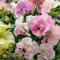 タイム,スィート アリッサム,葉牡丹（はぼたん）,フリル咲き小輪パンジー ペルクレア,フリル咲き小輪パンジー ペルクレアの画像