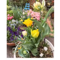 アネモネ,クロッカス,チューリップ,チューリップ,トマトの画像