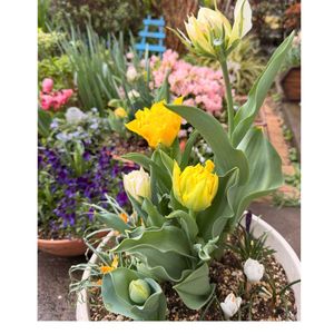 アネモネ,クロッカス,チューリップ,チューリップ,トマトの画像