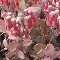 胡蝶の舞,胡蝶の舞,カランコエ　胡蝶の舞,カランコエ　胡蝶の舞,多肉植物の画像