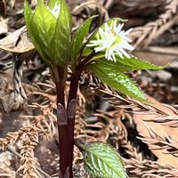 ショウジョウバカマ,ヒトリシズカ,キクバオウレン,京都府立植物園,植物生態園の画像