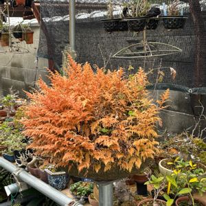 大文字草,コガネシダ,盆栽,鉢植え,シダ植物の画像