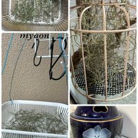 ウスネオイデス,カシノキラン,ウスネオイデス・細葉,ウスネオイデス太葉,蘭、らん、ランの画像